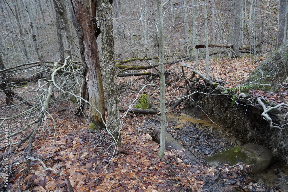 Fototapeta premium Trees in the forest 