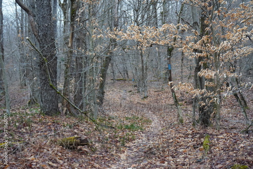 Appalachian forest