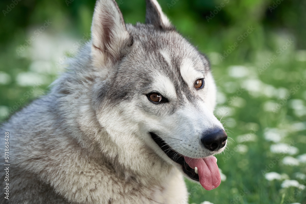 close up of a beautiful female husky dog