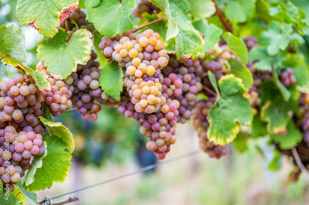 Yellow purple bunches of grapes hang on a vine plant in September before harvest