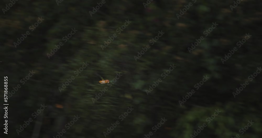 Panning and following a White bellied parrot as it flies across the top of the Rain forest canopy Panning and following a White bellied parrot as it flies across the top of the Rain forest canopy