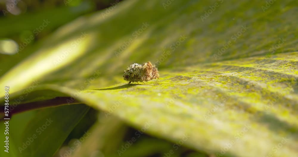 Lacewing Larve camouflaged as trash blob moves along the leaf hiding ...