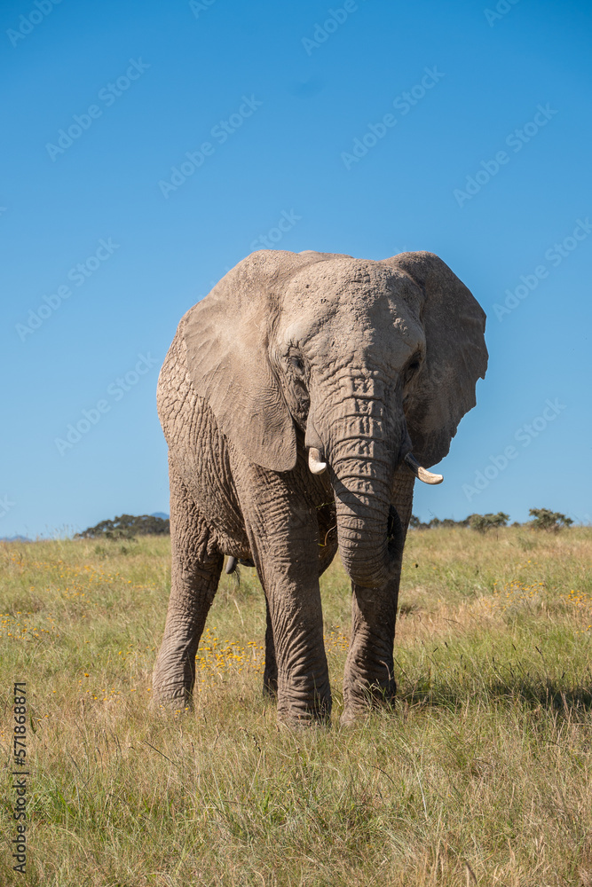 Ein Elefantenbulle in der Savanne Südafrikas