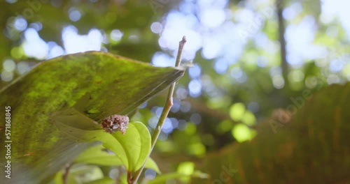 Lacewing larve camouflaged as a trash bug in early stages of life is just like a tale of the Ugly duckling  photo