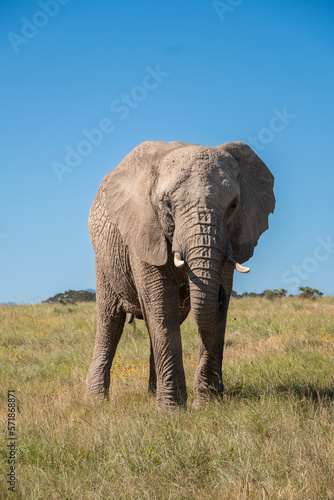 Ein Elefantenbulle in der Savanne S  dafrikas