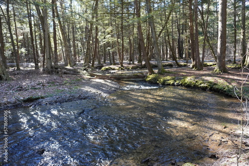 Stream in the woods