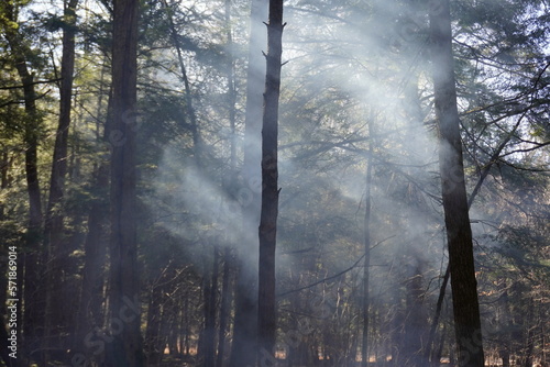 Sun through smoke in the forest 