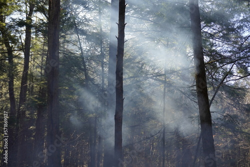 Smoke in the forest