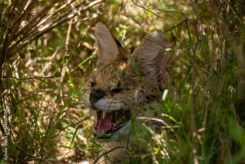 Wildcat hisses in the bush