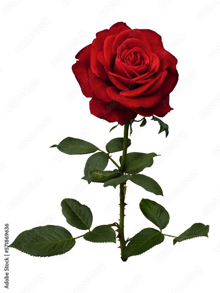 Dark red rose with green leaves isolated on transparent background Dark red rose with green leaves isolated on transparent background