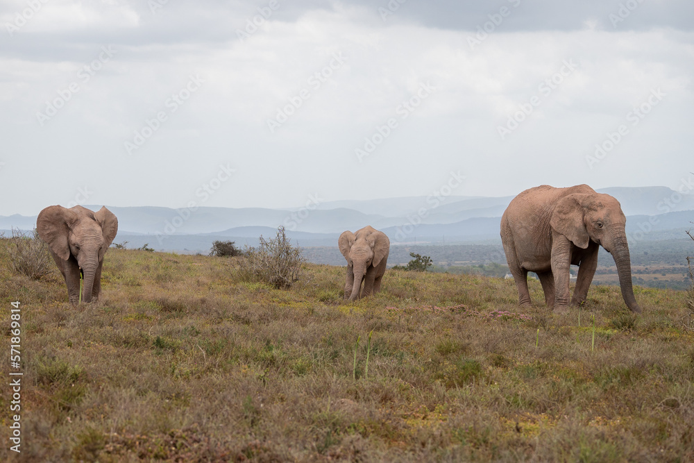 A elephant family is eating