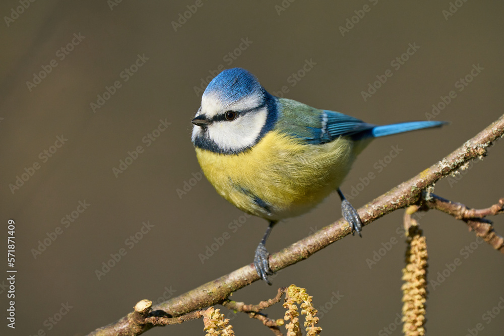 Fototapeta premium Blaumeise