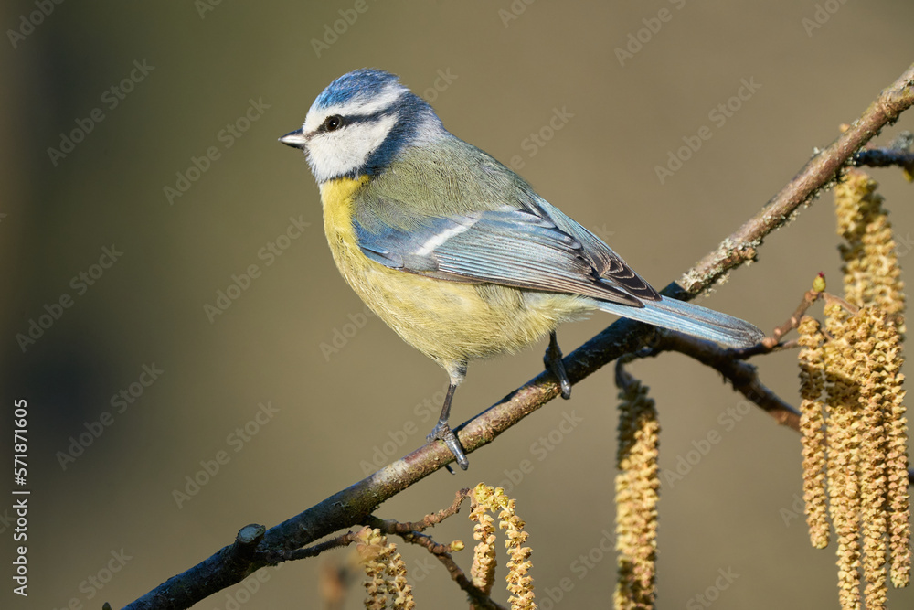 Obraz premium Blaumeise