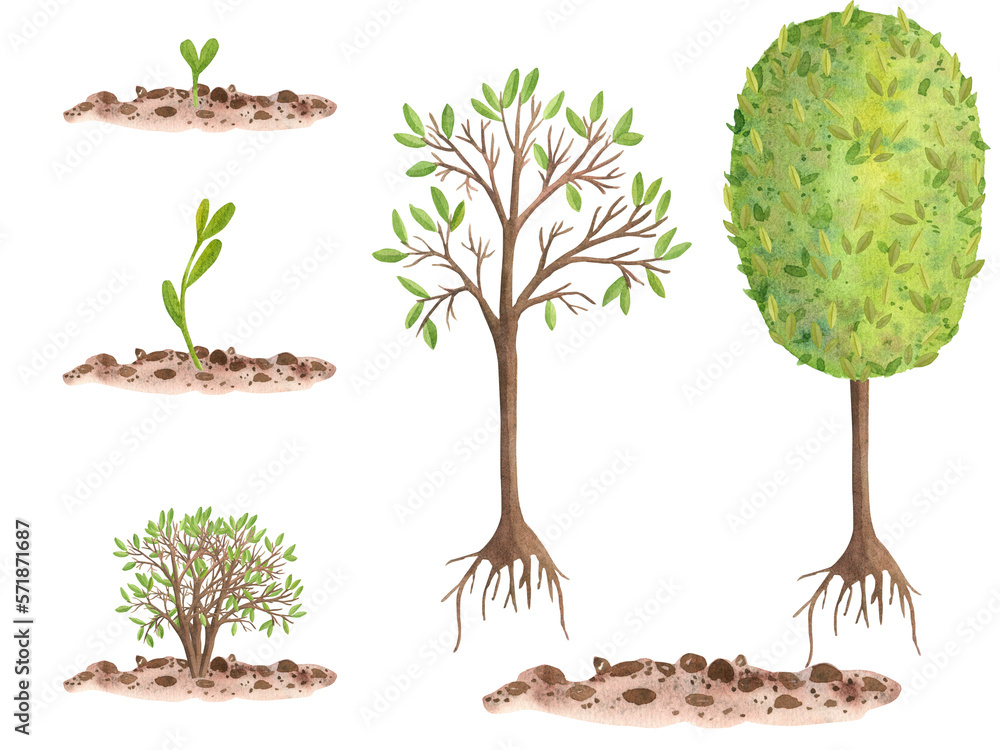 Watercolor set of illustrations with growth, seedlings, bush and tree ...