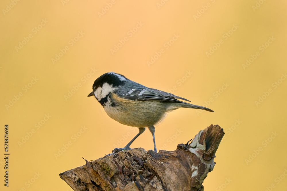 Obraz premium Tannenmeise