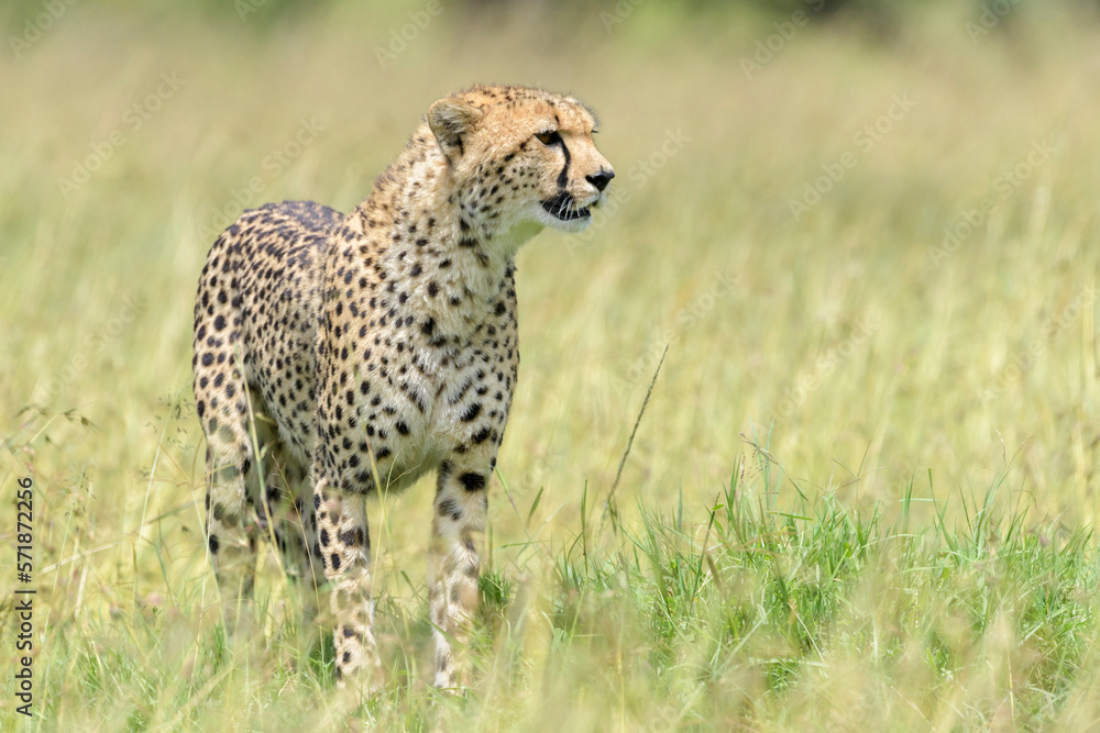 Naklejka premium Cheetah (Acinonyx jubatus) standing on savanna, looking around, Masai Mara National Reserve, Kenya, Africa