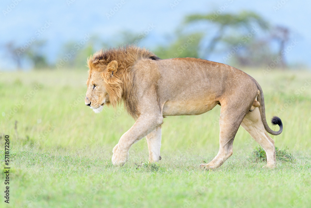 Lion (Panthera leo) male, walking on savanna, Masai Mara national reserve, Kenya. Lion (Panthera leo) male, walking on savanna, Masai Mara national reserve, Kenya.