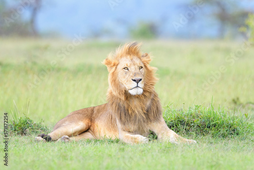 Lion (Panthera leo) male, lying down on savanna, looking up, Masai Mara national reserve, Kenya.