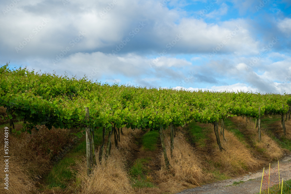 Obraz premium vineyard plantation on a sunny day, basque country spain. Way of Saint James, El Camino de Santiago