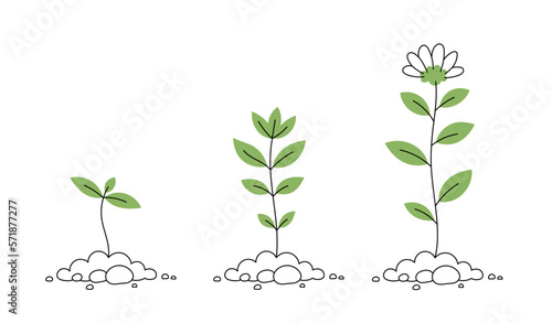 Flower plant growth stages. Seedling development. Vector editable infographic illustration.