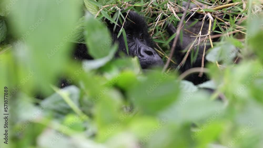 Gorillas resting in the undergrowth in natural habitat within the volcanic central African region Gorillas resting in the undergrowth in natural habitat within the volcanic central African region