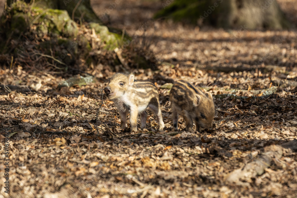 Little wild pigs standing in a leafy forest looking for food. Little wild pigs standing in a leafy forest looking for food.