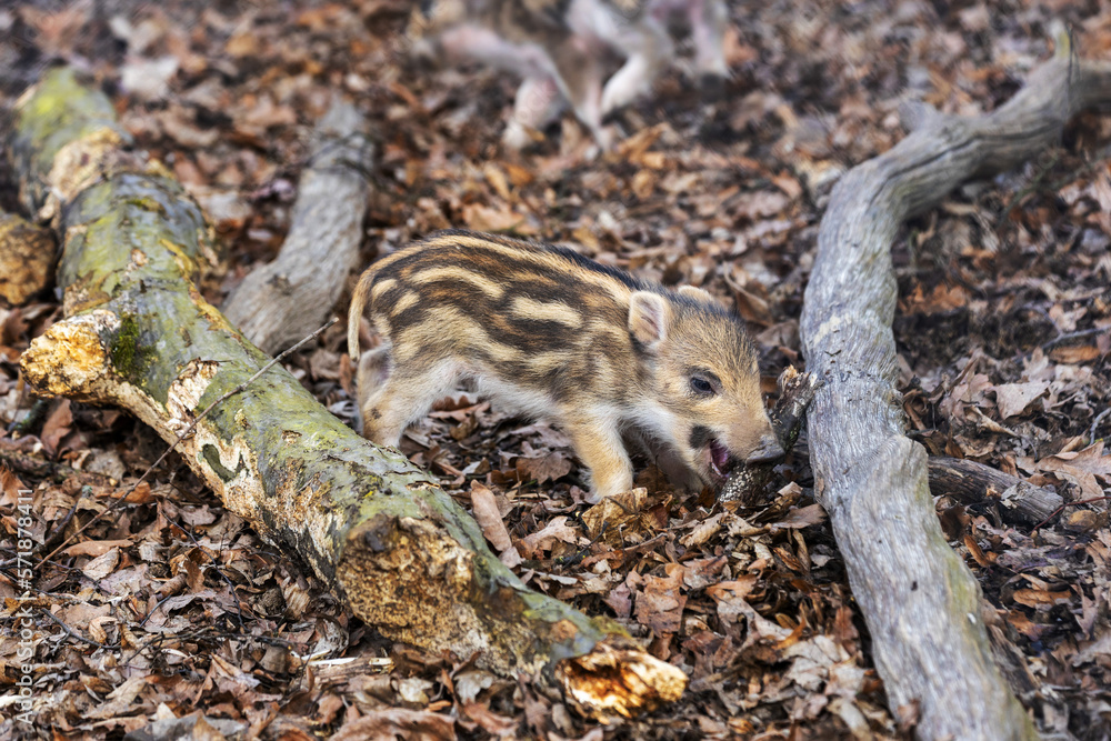 A little newborn piglet standing in the forest and holding a piece of branch in its mouth.