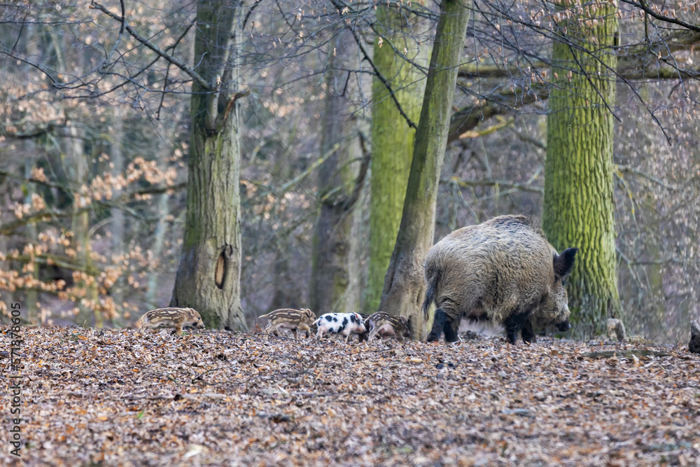 Little born piglets walking through the forest after their mother big pig Little born piglets walking through the forest after their mother big pig