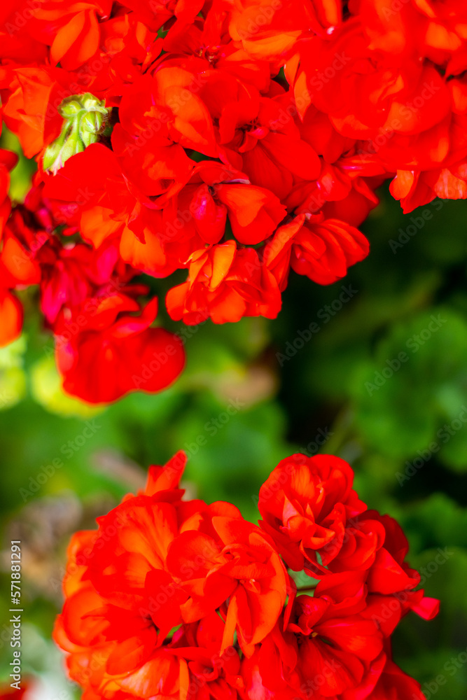 Beautiful roses in spring garden. Valentines day background Beautiful roses in spring garden. Valentines day background