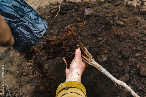 Hands are preparing to plant a tree by handling soil and roots, the action focuses on a small tree being positioned in a hole in the ground, part of a gardening process.