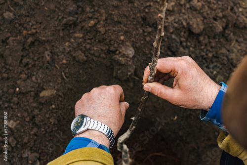 Outdoors in cool weather, top view of a man's hands with which he holds a tree seedling and buries the roots with earth, copy space.
