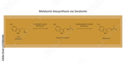 Melatonin biosynthesis pathway via 5HT Serotonin scientific diagram  horizontal orientation on orange background.