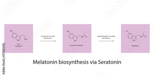 Melatonin biosynthesis pathway via 5HT Serotonin scientific diagram  horizontal orientation on purple background.