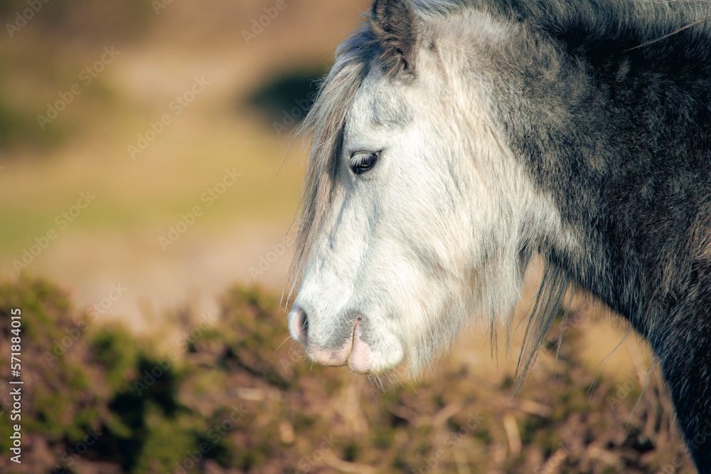 portrait of a horse