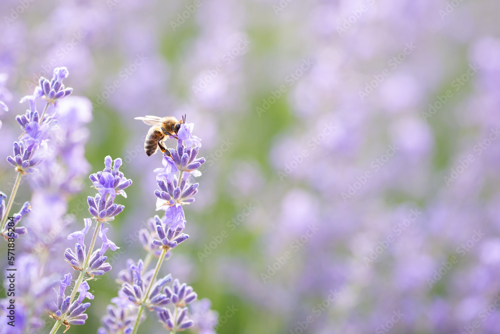 Close-up shot of bee on lavender flowers gathering pollen. Blooming lavender background Close-up shot of bee on lavender flowers gathering pollen. Blooming lavender background