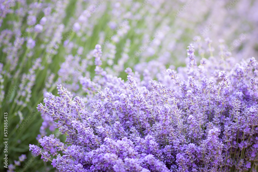 Bouquet of gathered lavender flowers on background of growing bushes. Lavender harvest season