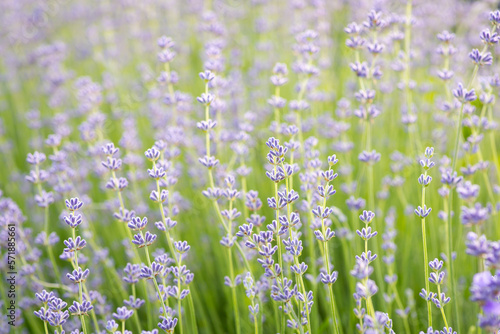 Lavender bushes in the field. Close-up shot of blooming lavender
