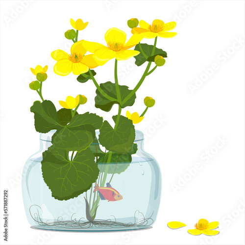 Marigolds marsh or Kingfisher (Caltha palustris), standing in a jar with water. Illustration of botany in a cartoon flat style. Wild yellow spring flowers growing in swamps, swamps, ditches and wet