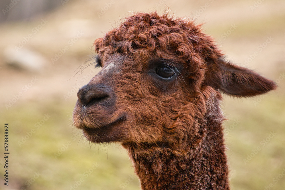 tier, alpaka, säugetier, braun, natur, bauernhof, portrait, tier, alpaka, säugetier, braun, natur, bauernhof, portrait,