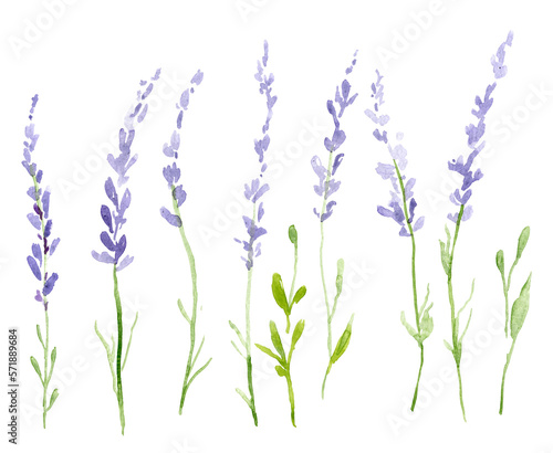 Watercolor light lilac violet lavender flowers © Art Pen