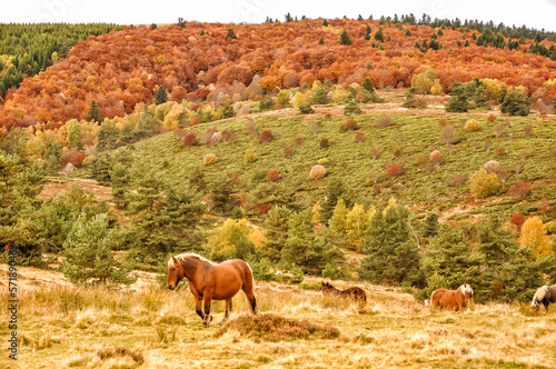 Horses in the Auvergne.
Auvergne, Auvèrnha,  Auvèrnhe, Auvergne, Auvèrnha,  Auvèrnhe, Central massif, Rhône-Alpes tot Auvergne-Rhône-Alpes.
