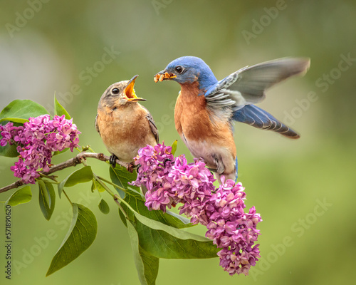 Love is In the Air

A pair of courting Eastern Bluebirds perch on a Lilac branch on a spring day.