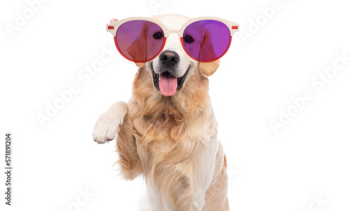 Golden retriever dog in with funny sunglasses paw up isolated on a white background © Ievgen Skrypko
