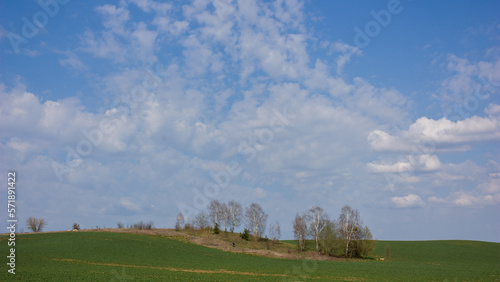 Spring landscape: A green field with sprouts, an island of trees and a large and beautiful sky blue with white clouds.