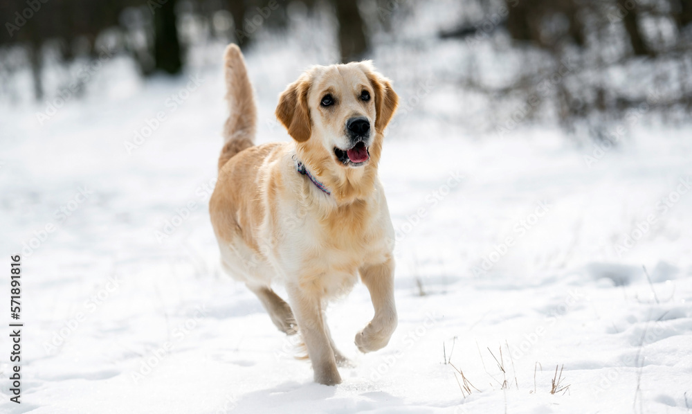 Cute golden retriever dog running in the snow and looking away. Side view portrait of doggy in winter walk