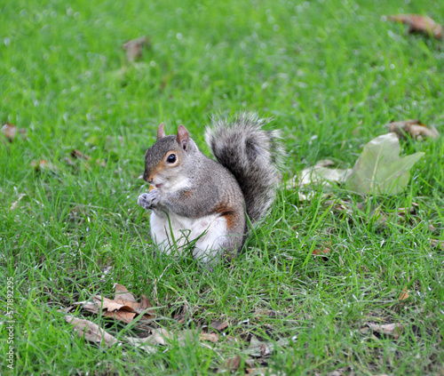squirrel in the park on green grass