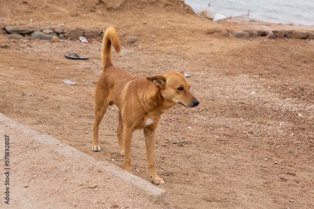 Homeless lonely dogs in the tourist places of Egypt. Red dog in search of food near the Red Sea. Homeless lonely dogs in the tourist places of Egypt. Red dog in search of food near the Red Sea.