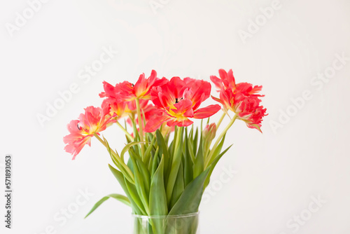 Fototapeta Naklejka Na Ścianę i Meble -  Red tulips. Beautiful flowers in a vase on soft light background.