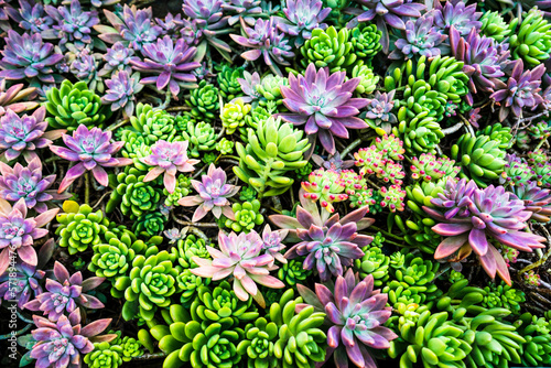  Fleshy [succulent] plants