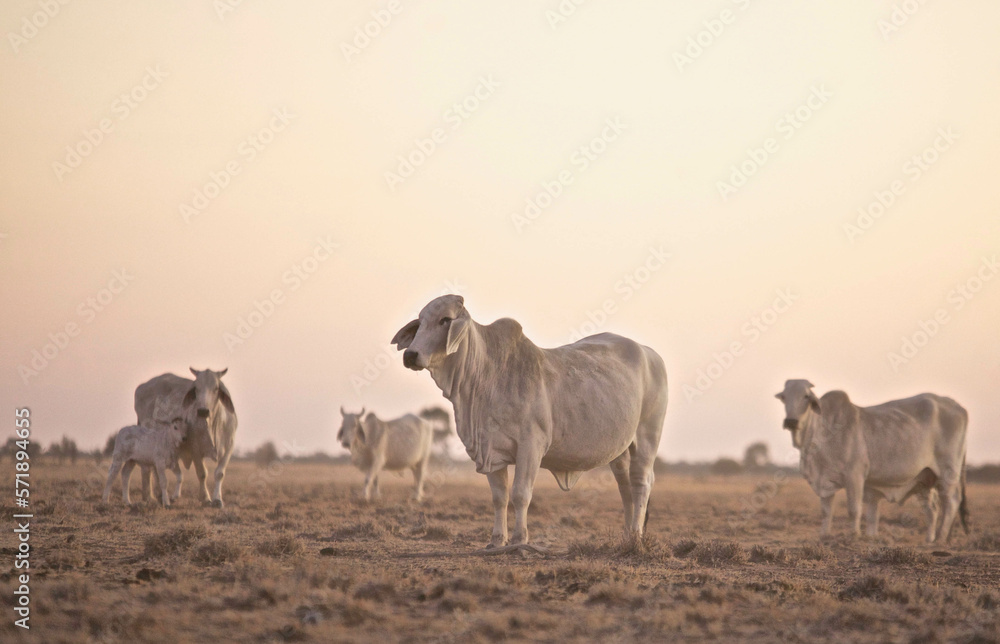 Small mob of Brahman cattle standing on dry short grass against soft sky on dusk, calf and cows